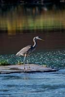 Cliquer pour agrandir