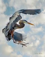 Cliquer pour agrandir