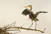 Cliquer pour agrandir