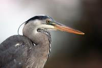 Cliquer pour agrandir