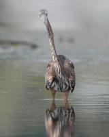 Cliquer pour agrandir