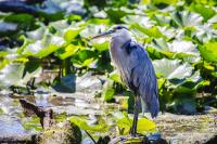 Cliquer pour agrandir