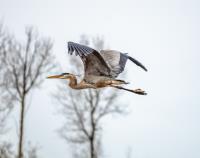 Cliquer pour agrandir