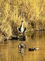 Cliquer pour agrandir