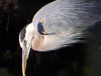 Cliquer pour agrandir