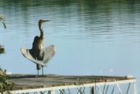 Cliquer pour agrandir