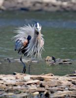 Cliquer pour agrandir