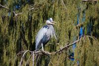 Cliquer pour agrandir