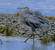 Cliquer pour agrandir