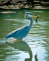 Cliquer pour agrandir