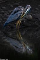 Cliquer pour agrandir