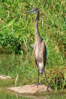 Cliquer pour agrandir