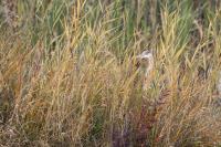 Cliquer pour agrandir