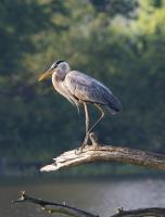 Cliquer pour agrandir