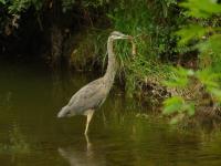 Cliquer pour agrandir