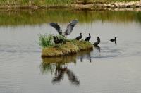 Cliquer pour agrandir