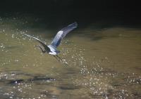 Cliquer pour agrandir