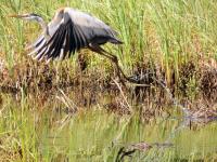 Cliquer pour agrandir