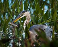 Cliquer pour agrandir