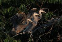 Cliquer pour agrandir