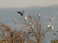 Cliquer pour agrandir