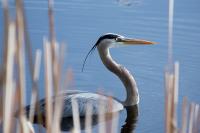 Cliquer pour agrandir