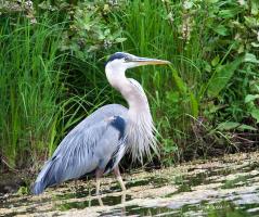 Cliquer pour agrandir