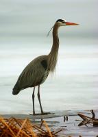 Cliquer pour agrandir