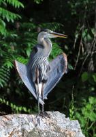 Cliquer pour agrandir