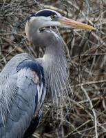 Cliquer pour agrandir