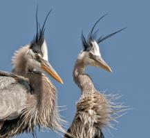 Cliquer pour agrandir