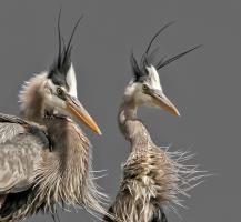 Cliquer pour agrandir