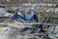 Cliquer pour agrandir