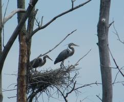 Cliquer pour agrandir