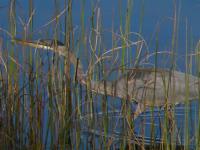 Cliquer pour agrandir