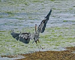 Cliquer pour agrandir