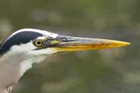 Cliquer pour agrandir