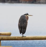 Cliquer pour agrandir