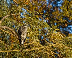 Cliquer pour agrandir