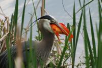 Cliquer pour agrandir