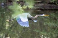 Cliquer pour agrandir