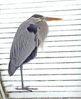 Cliquer pour agrandir