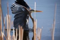 Cliquer pour agrandir