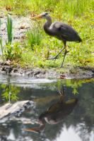 Cliquer pour agrandir