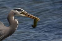 Cliquer pour agrandir