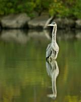 Cliquer pour agrandir