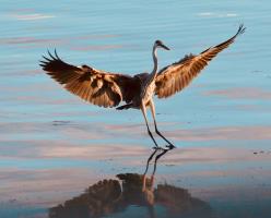 Cliquer pour agrandir