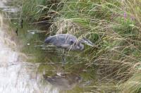 Cliquer pour agrandir