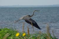 Cliquer pour agrandir