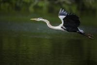 Cliquer pour agrandir